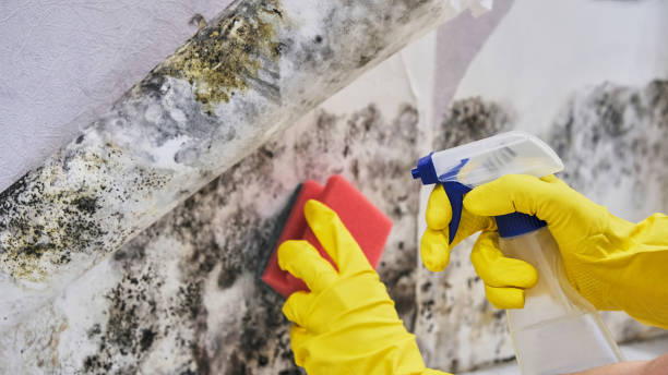 Reliable Morrow, GA Mold Remediation Solutions